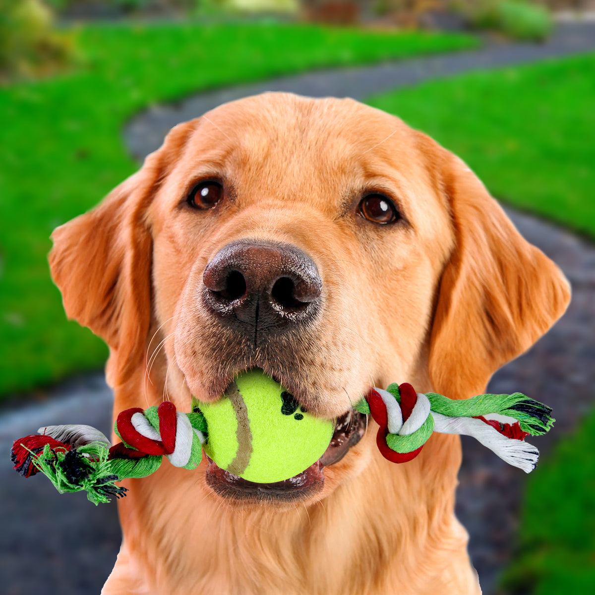 Juguete de Cuerda color Rosa con Verde para Mascota con Pelota de Tenis