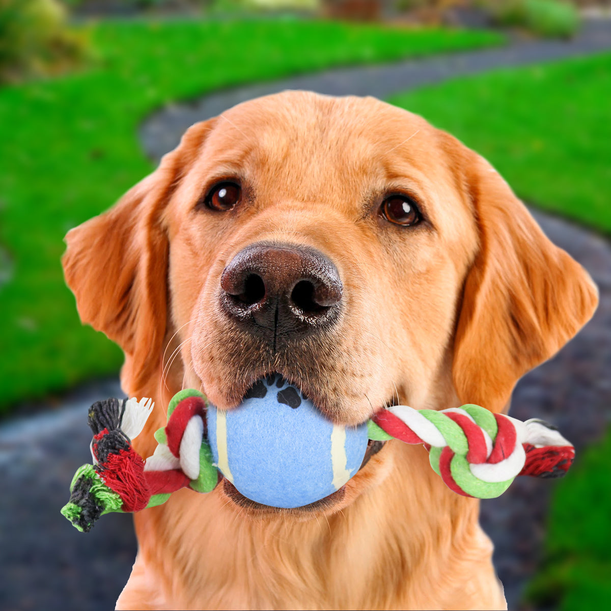 Juguete de Cuerda color Rosa con Verde para Mascota con Pelota de Tenis