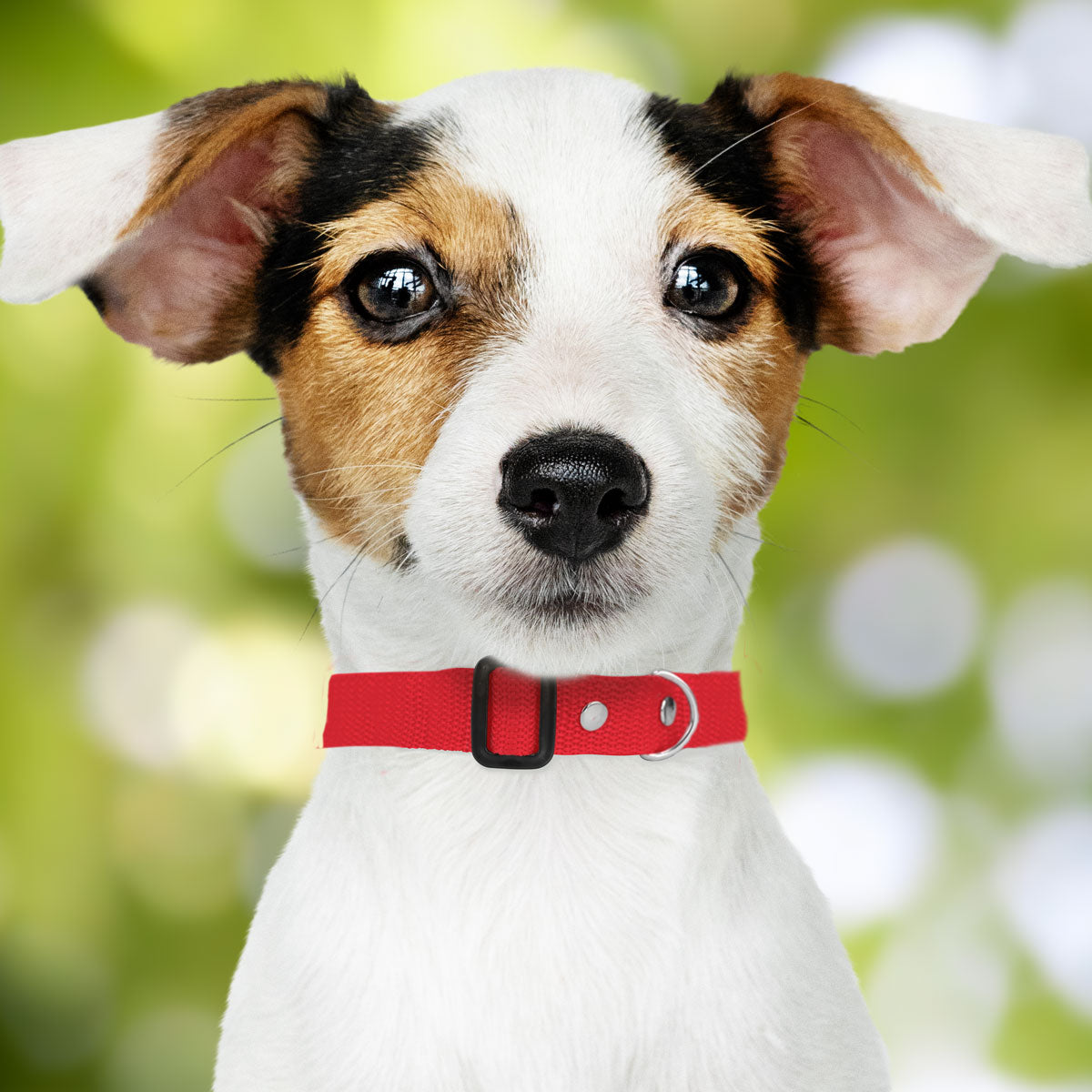 Collar Ajustable color Rojo para Mascota