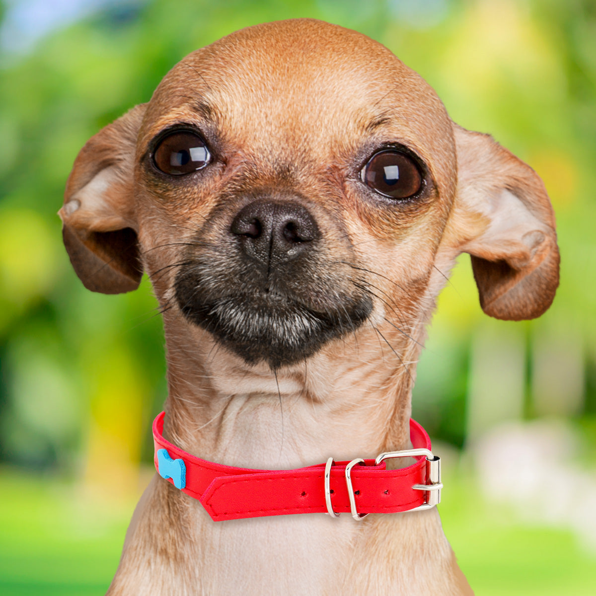 Collar Sintético con Decoración de Huesitos para Mascota