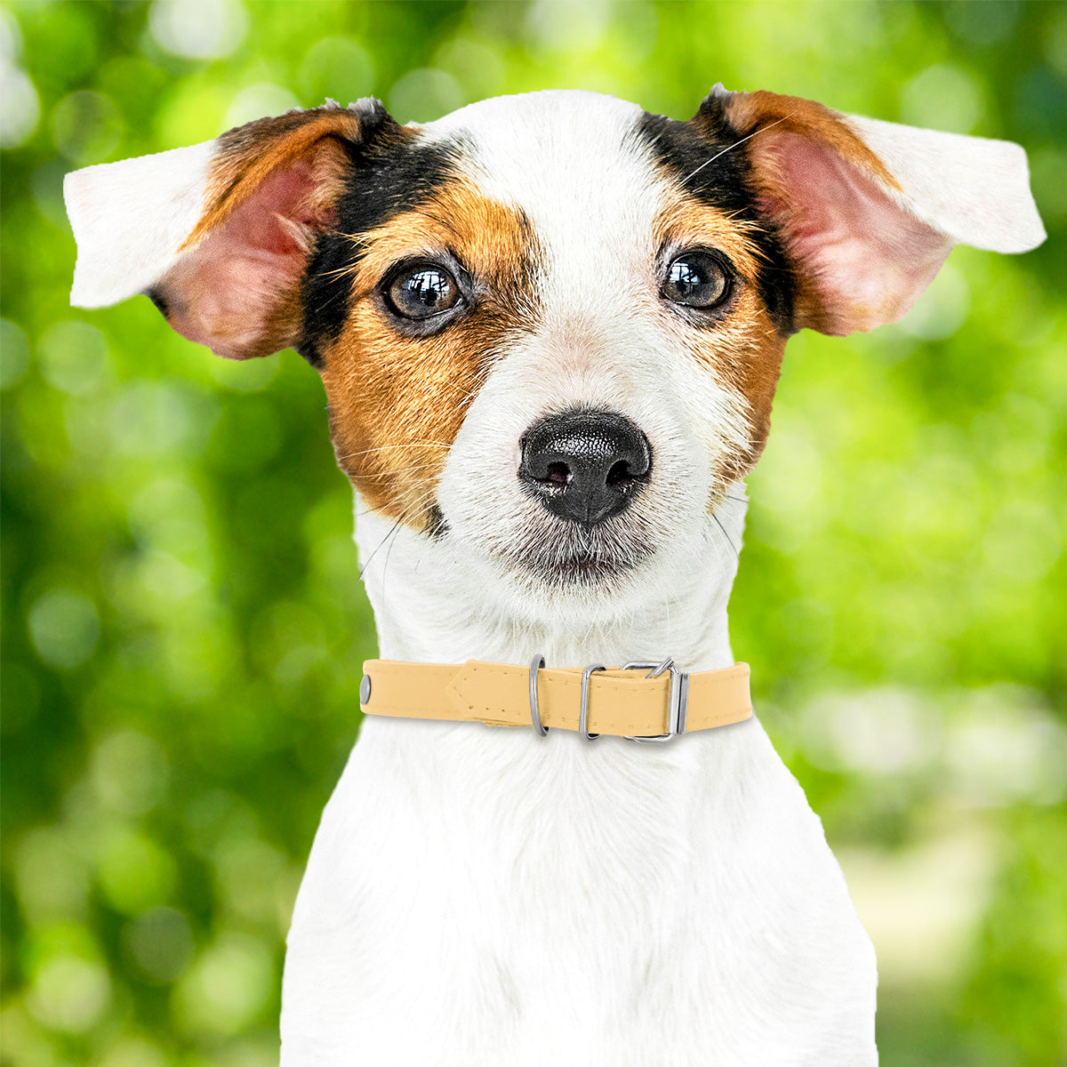 Collar Sintético con Decoración de Estoperol para Mascota