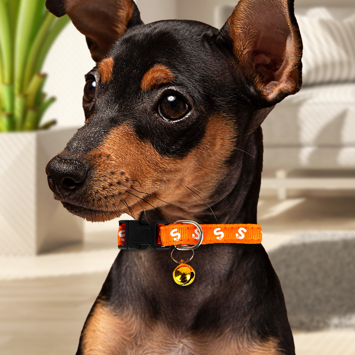 Collar color Naranja con Cascabel para Perro