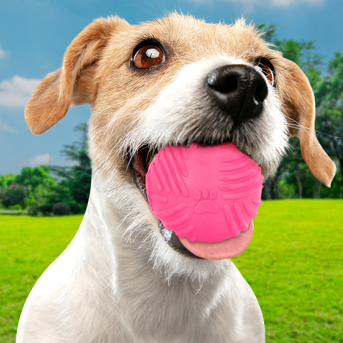 Pelota color Fucsia con Diseño de Líneas para Mascota