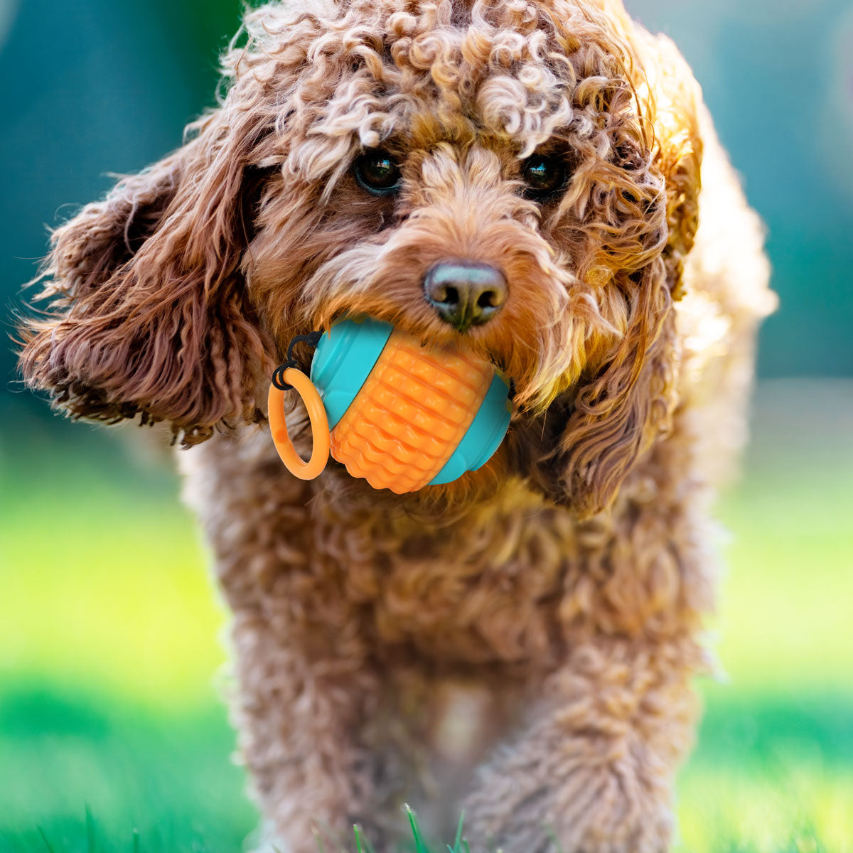 Pelota con Cuerda color Naranja para Mascota