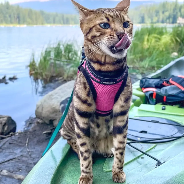 Pechera para Mascota, Color Rosa