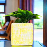 Planta con Maceta Cuadrada, Color Amarillo