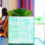 Planta con Maceta Cuadrada, Color Verde