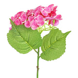 Hortensia, Color Rosa