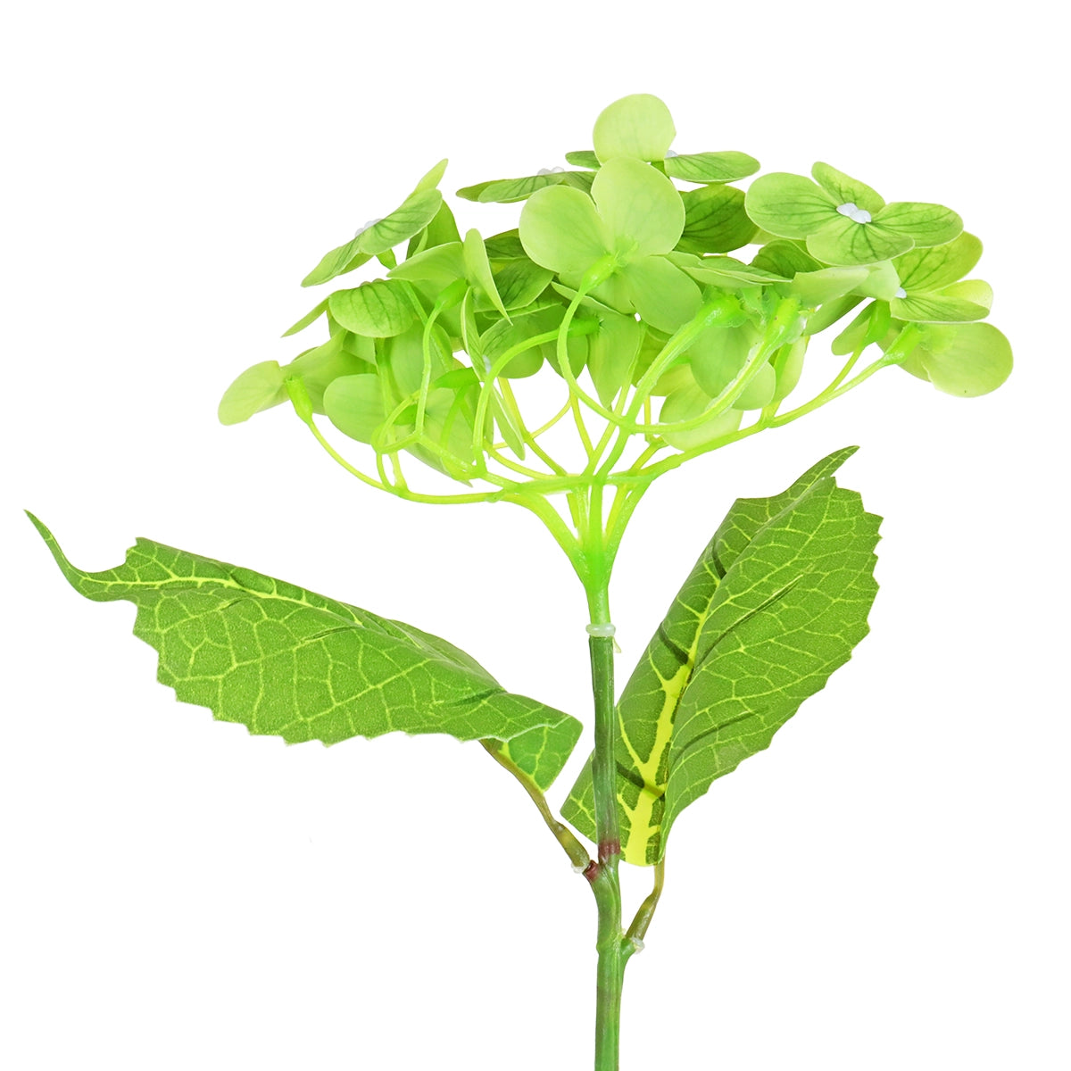 Hortensia, Color Verde