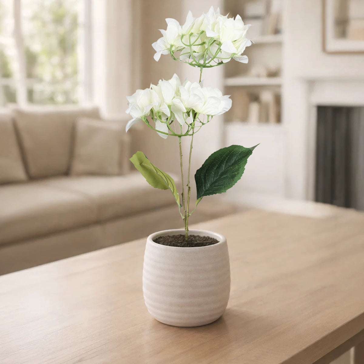 Bugambilia, 2 Flores, Color Blanco