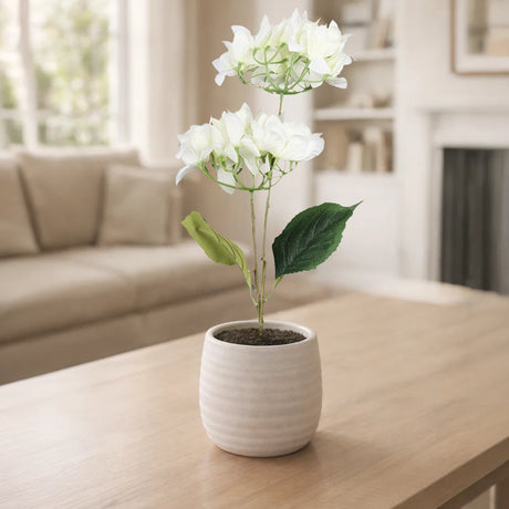 Bugambilia, 2 Flores, Color Blanco