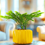 Planta con Diseño, Color Amarillo