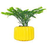 Planta con Diseño, Color Amarillo