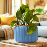 Planta con Diseño, Color Azul