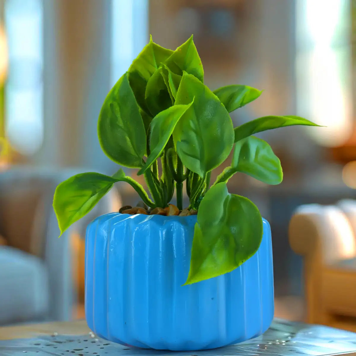 Planta con Diseño, Color Azul