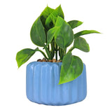 Planta con Diseño, Color Azul