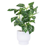 Calathea Artificial con Maceta