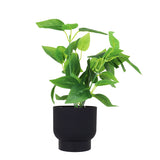 Calathea Artificial con Maceta Negra