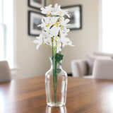 Magnolias, Color Blanco