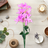 Magnolias, Color Lila