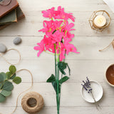 Magnolias, Color Fucsia