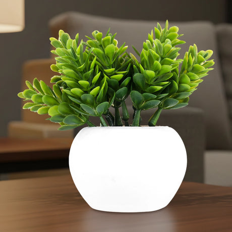 Maceta Mini Color Blanco con Planta