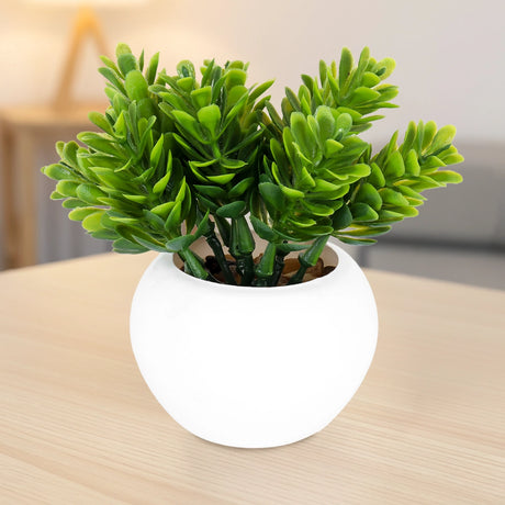 Maceta Mini Color Blanco con Planta