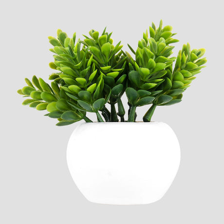 Maceta Mini Color Blanco con Planta