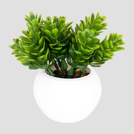 Maceta Mini Color Blanco con Planta