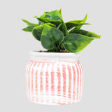 Planta con Maceta Circular, Color Naranja