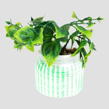 Planta con Maceta Circular, Color Verde