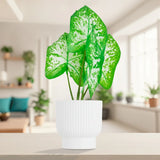 Planta Potus Artificial con Maceta Blanca