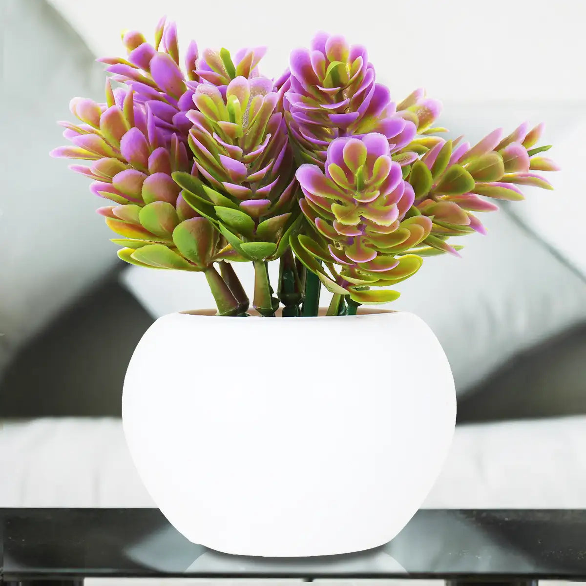 Planta con Maceta Circular