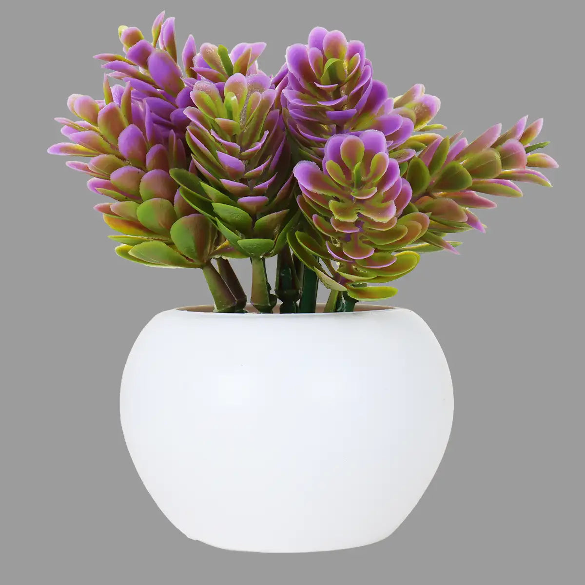 Planta con Maceta Circular