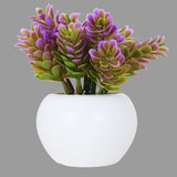 Planta con Maceta Circular