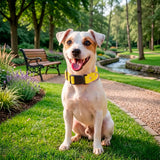 Collar para Mascota, Color Amarillo