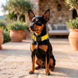 Collar para Mascota, Color Amarillo