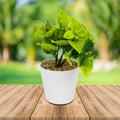Product image thumbnail 2