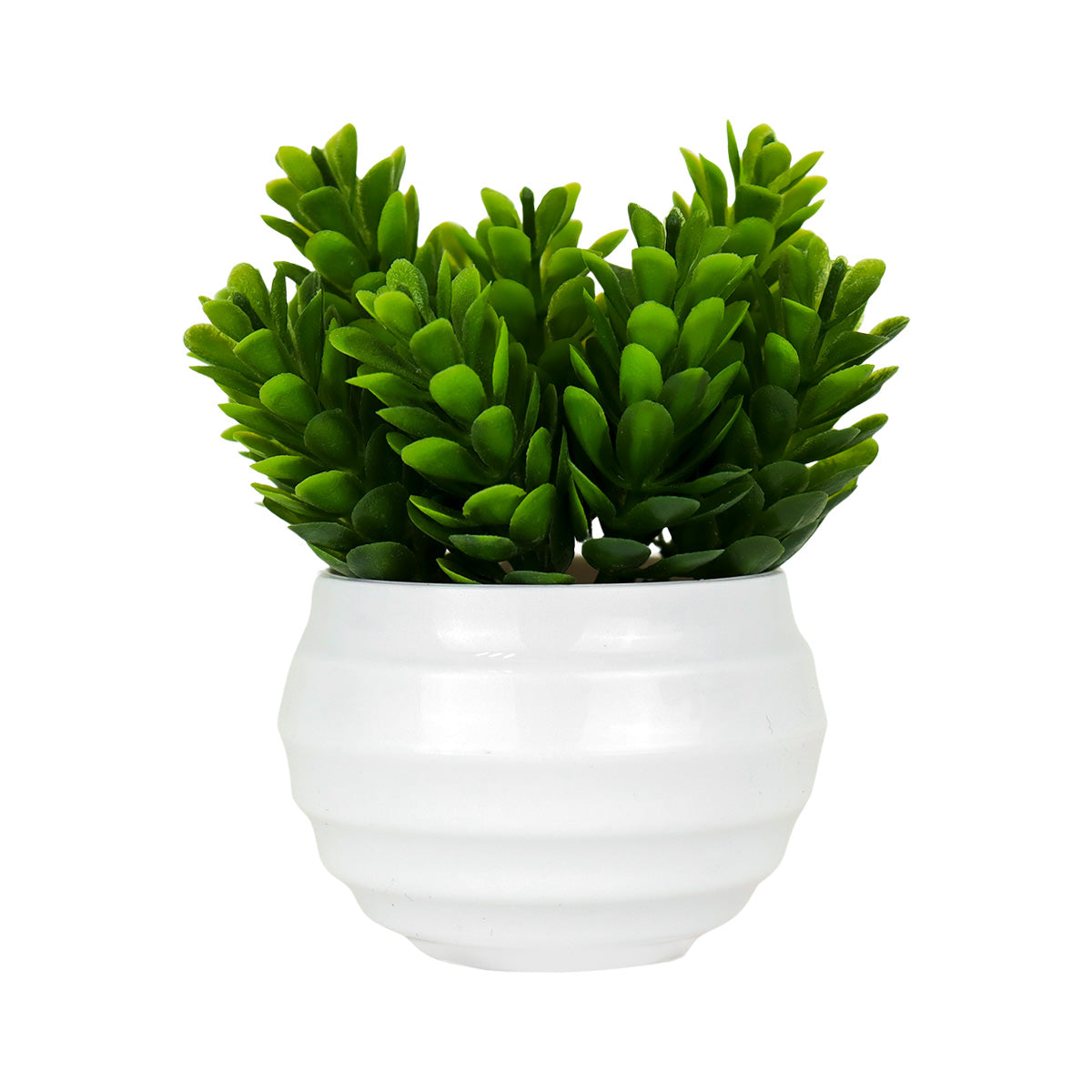 Planta Artificial de Crassula Ovata en Maceta color Blanco