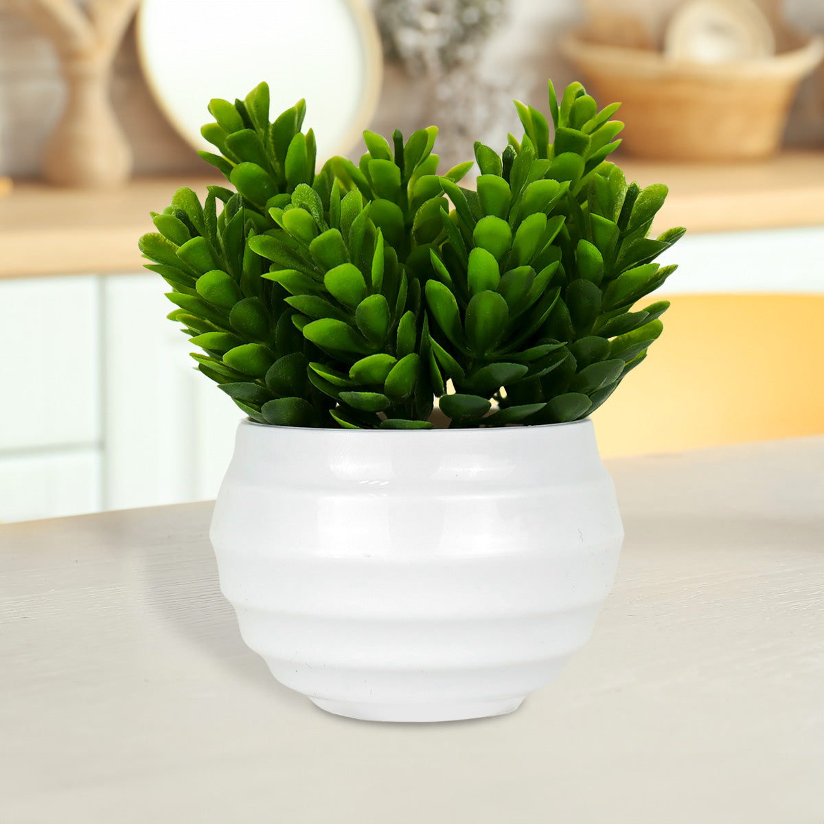 Planta Artificial de Crassula Ovata en Maceta color Blanco