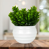 Planta Artificial de Crassula Ovata en Maceta color Blanco