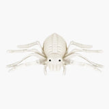 Araña, Esqueleto para Decoración de Halloween