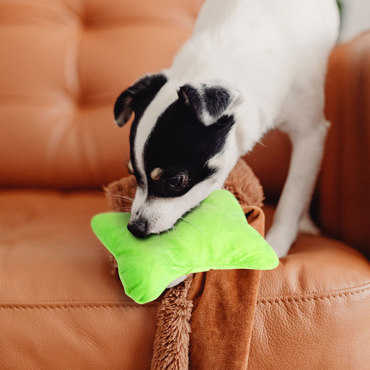 Juguete de Tela para Perro, color Verde