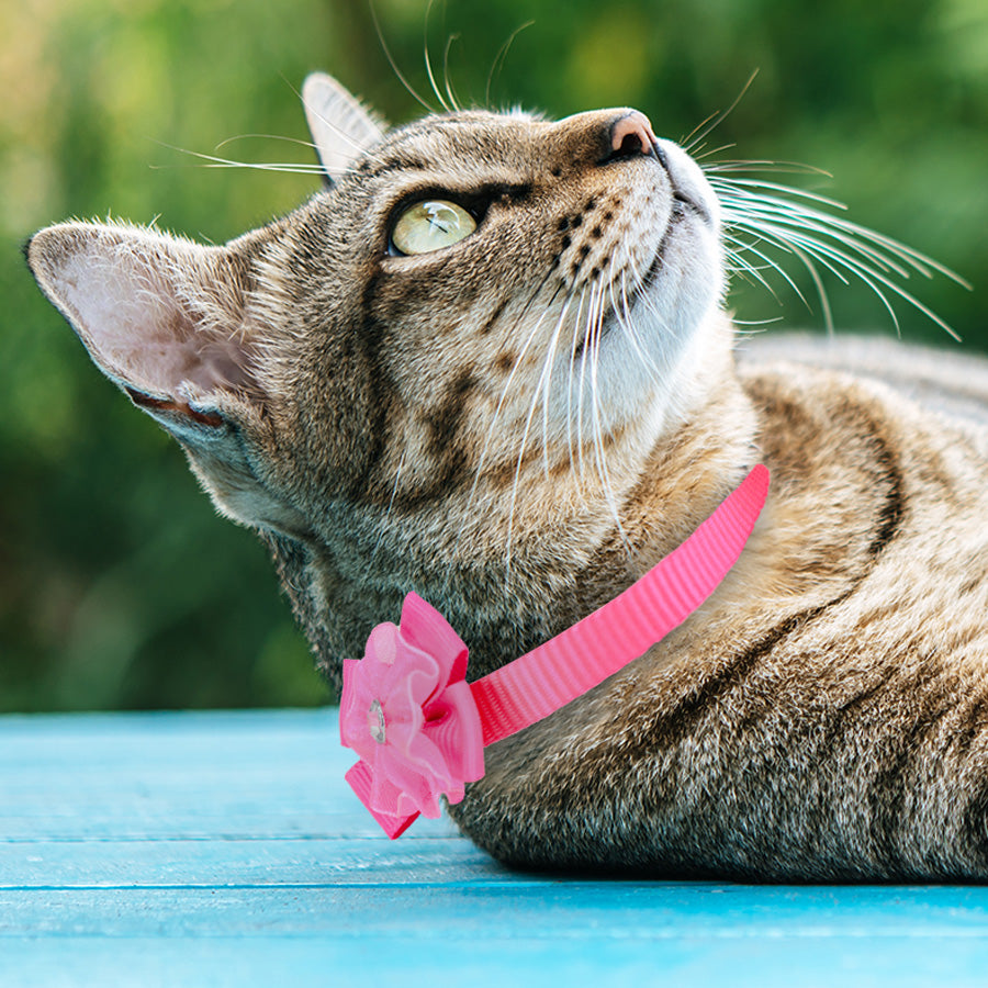 Collar para Gato color Rosa