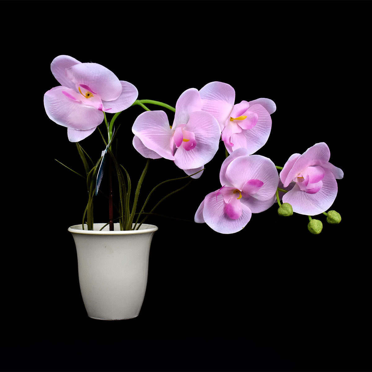 Maceta de Plástico con Orquídea