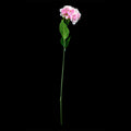 Hortensia Artificial Decorativa Rosa